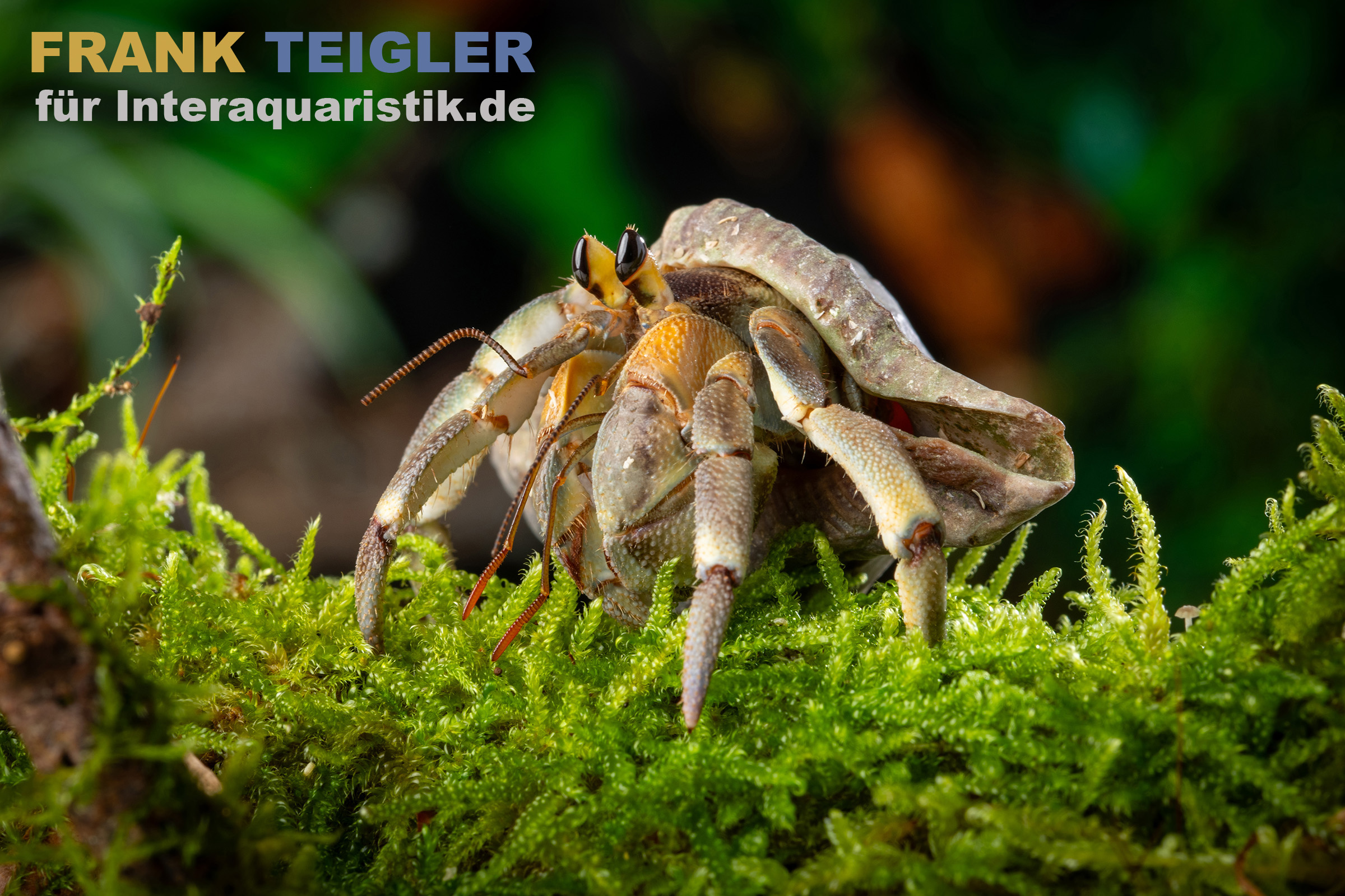 Nahaufnahme Einsiedlerkrebs im Gehäuse auf grünem Moos